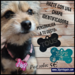 Chapas para Perros Identificadoras