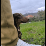 Chapa NFC para Mascota - Identificación Inteligente con un Toque