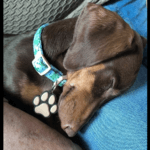 Chapa NFC para Mascota - Identificación Inteligente con un Toque