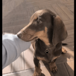 Chapa NFC para Mascota - Identificación Inteligente con un Toque